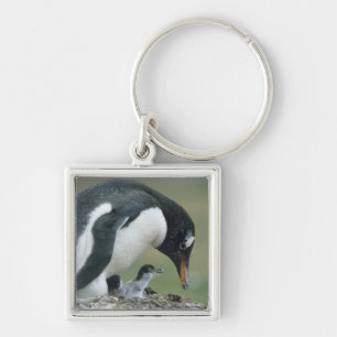 Gentoo Pinguin, (Pygoscelis papua), Falkland Schlüsselanhänger