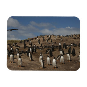 Gentoo-Pinguin (Pygoscelis papua)-Kolonie im Weste Magnet