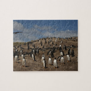 Gentoo-Pinguin (Pygoscelis papua)-Kolonie im Weste Puzzle