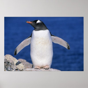 Gentoo-Pinguin Pygoscelis papua) Port Poster