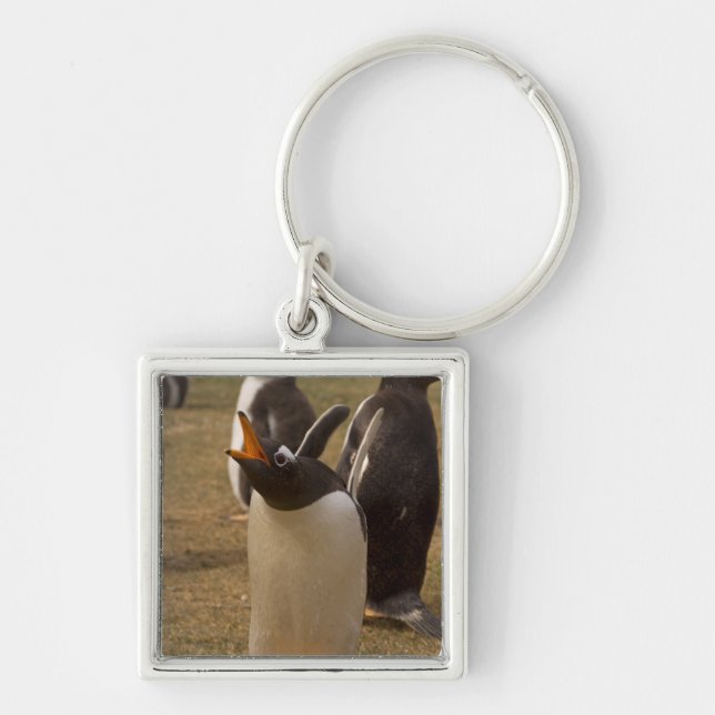 Gentoo Pinguin, Pygoscelis papua, Rufen, Schlüsselanhänger (Vorne)