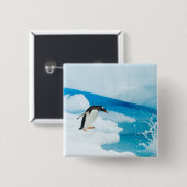 Gentoo Pinguin, Pygoscelis Papua, springt ab Button (Vorne & Hinten)