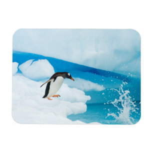 Gentoo Pinguin, Pygoscelis Papua, springt ab Magnet