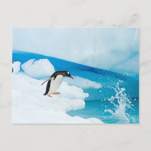 Gentoo Pinguin, Pygoscelis Papua, springt ab Postkarte (Vorderseite)
