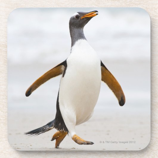 Gentoo Pinguin Untersetzer (Vorderseite)