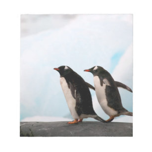 Gentoo Pinguine am felsigen Ufer mit Hintergrund 2 Notizblock