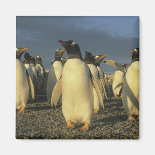 Gentoo-Pinguine, (Pygoscelis papua), Falkland Magnet