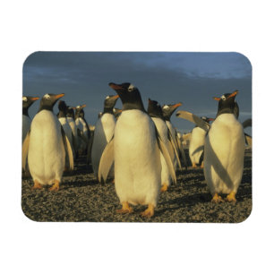 Gentoo-Pinguine, (Pygoscelis papua), Falkland Magnet