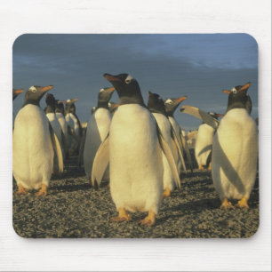 Gentoo-Pinguine, (Pygoscelis papua), Falkland Mousepad
