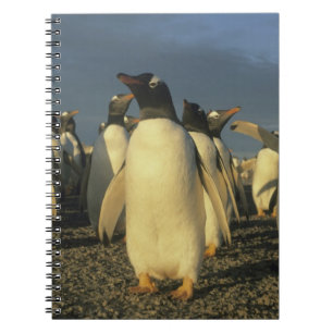 Gentoo-Pinguine, (Pygoscelis papua), Falkland Notizblock