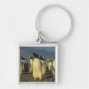 Gentoo-Pinguine, (Pygoscelis papua), Falkland Schlüsselanhänger