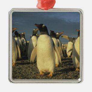 Gentoo-Pinguine, (Pygoscelis papua), Falkland Silbernes Ornament