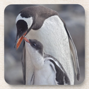 Gentoo und Chick Set von 6 Untersetzer