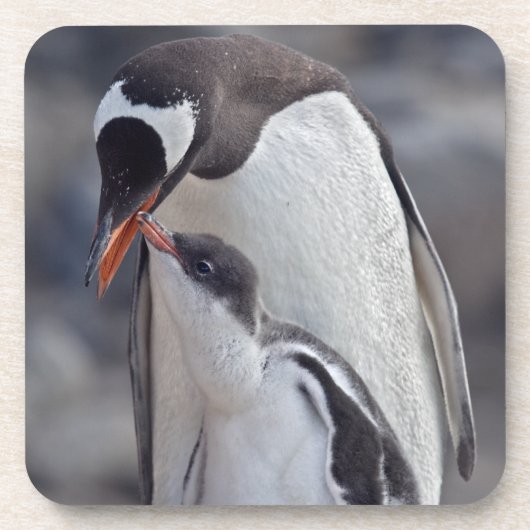 Gentoo- und Küken-Set aus 6 Untersetzern Untersetzer (Vorderseite)