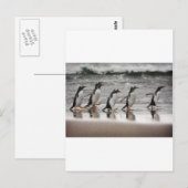 Gentoos auf dem Strand Postkarte (Vorne/Hinten)