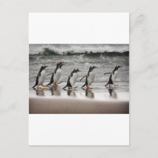 Gentoos auf dem Strand Postkarte