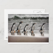 Gentoos auf dem Strand Postkarte (Vorne/Hinten)