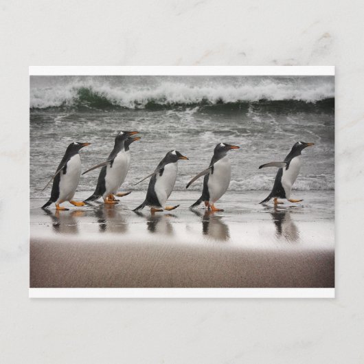 Gentoos auf dem Strand Postkarte (Vorderseite)