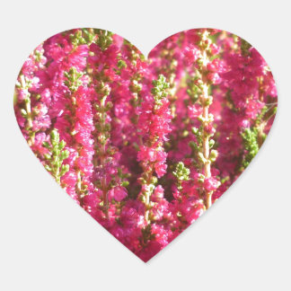 Genus Erica pink Herz-Aufkleber