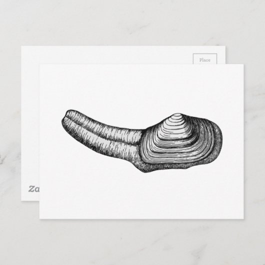 Geoduck Clam (Schwarz-Weiß-Abbildung) Postkarte (Vorne/Hinten)