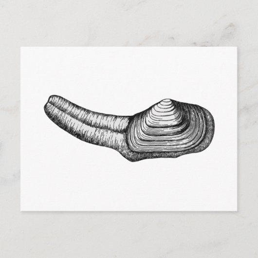Geoduck Clam (Schwarz-Weiß-Abbildung) Postkarte (Vorderseite)