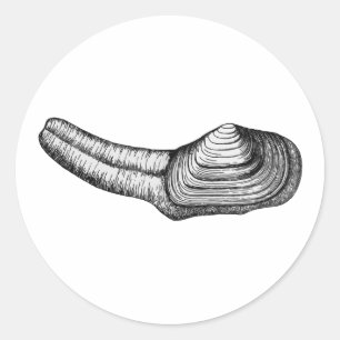 Geoduck Clam (Schwarz-Weiß-Abbildung) Runder Aufkleber