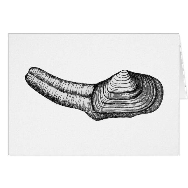 Geoduck Muschel (Schwarzweiss-Illustration) (Vorderseite (Horizontal))
