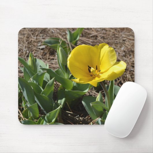 Geöffnete gelbe Narzisse Mousepad (Mit Mouse)