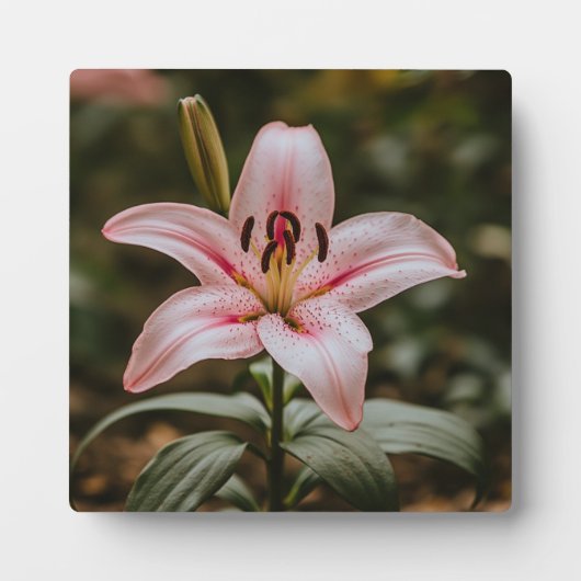 Geöffnete Rosa Lily Fotoplatte (Vorderseite)