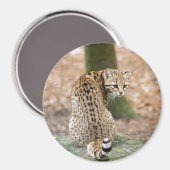 Geoffroy-cat-004 Magnet (Vorderseite/Rückseite)