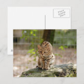 Geoffroy-cat-020 Postkarte (Vorne/Hinten)