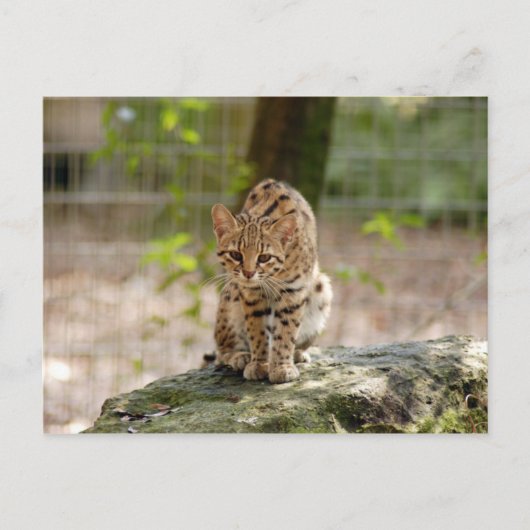 Geoffroy-cat-020 Postkarte (Vorderseite)