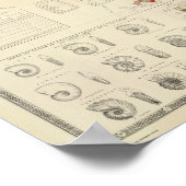 Geologische Karte, paläontologisch Poster (Ecke)