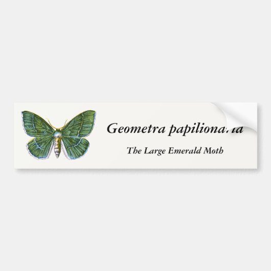 Geometra papilionaria - The Large Emerald Moth Autoaufkleber (Vorne)