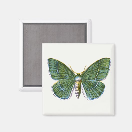 Geometra papilionaria - The Large Emerald Moth Magnet (Vorderseite/Rückseite)