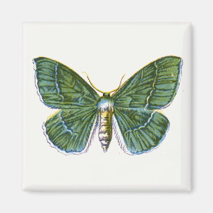 Geometra papilionaria - The Large Emerald Moth Magnet