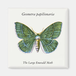 Geometra papilionaria - The Large Emerald Moth Magnet