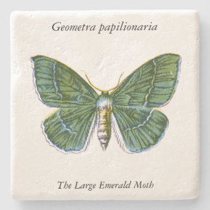 Geometra papilionaria - The Large Emerald Moth Steinuntersetzer