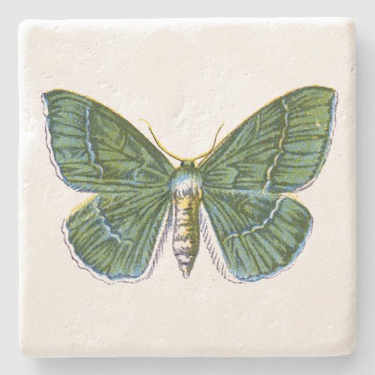 Geometra papilionaria - The Large Emerald Moth Steinuntersetzer (Vorderseite)