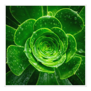 Geometrie der Natur — Sukkulente Perfektion Fotodruck