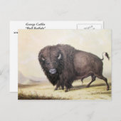 George Catlin - Bull Buffalo Postkarte (Vorne/Hinten)