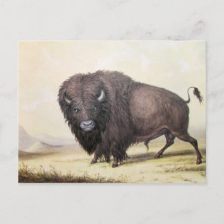 George Catlin - Bull Buffalo Postkarte