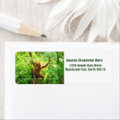 George Orangutan (Insitu)