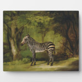 George Stubbs | A Zebra, 1763 (Öl auf Leinwand) Fotoplatte (Vorderseite)