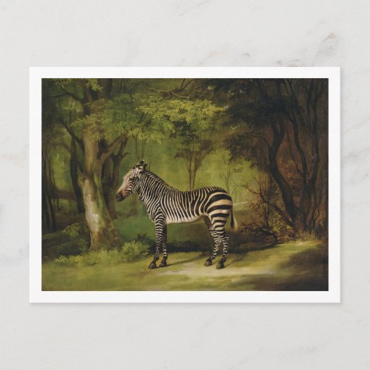 George Stubbs | A Zebra, 1763 (Öl auf Leinwand) Postkarte (Vorderseite)