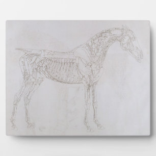 George Stubbs   Abbildung aus "Die Anatomie der Fotoplatte