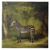 George Stubbs | ein Zebra, 1763 (Öl auf Leinwand) Fliese (Vorderseite)