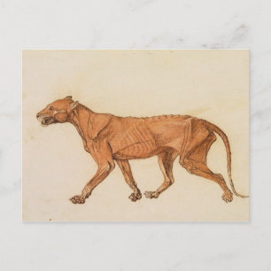 George Stubbs Tiger, seitliche Sicht, Haut entfe Postkarte