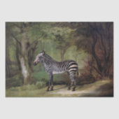 George Stubbs | Zebra (1763) Seidenpapier (Vorderseite)