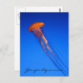 Georgia Aquarium Jellyfish Postkarte (Vorne/Hinten)